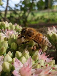abeille-sur-cedum-3-quarts