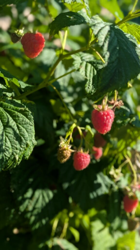 framboises-bio-FK-4