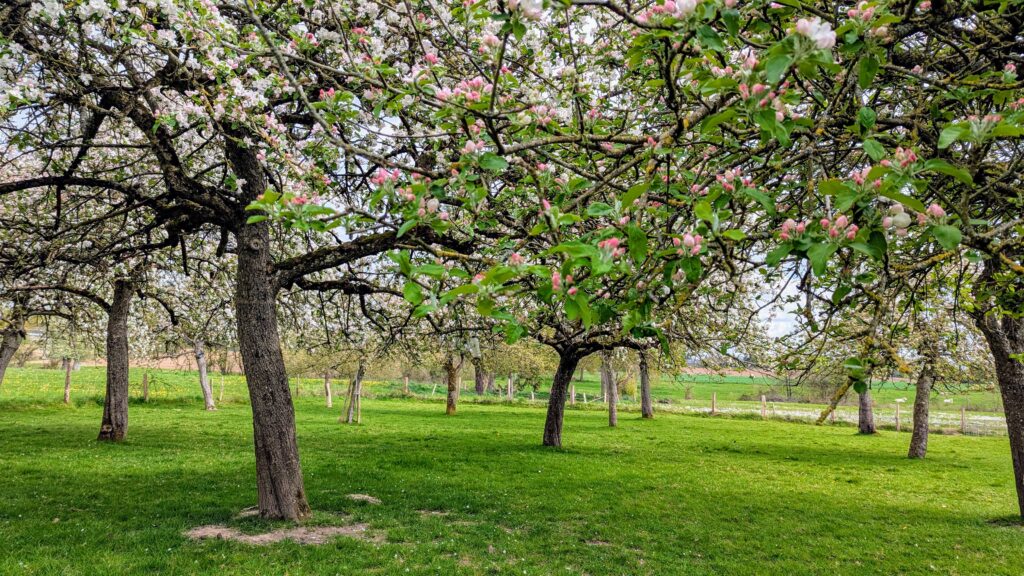 verger-en-fleurs