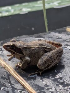 grenouille-agile-3-quarts